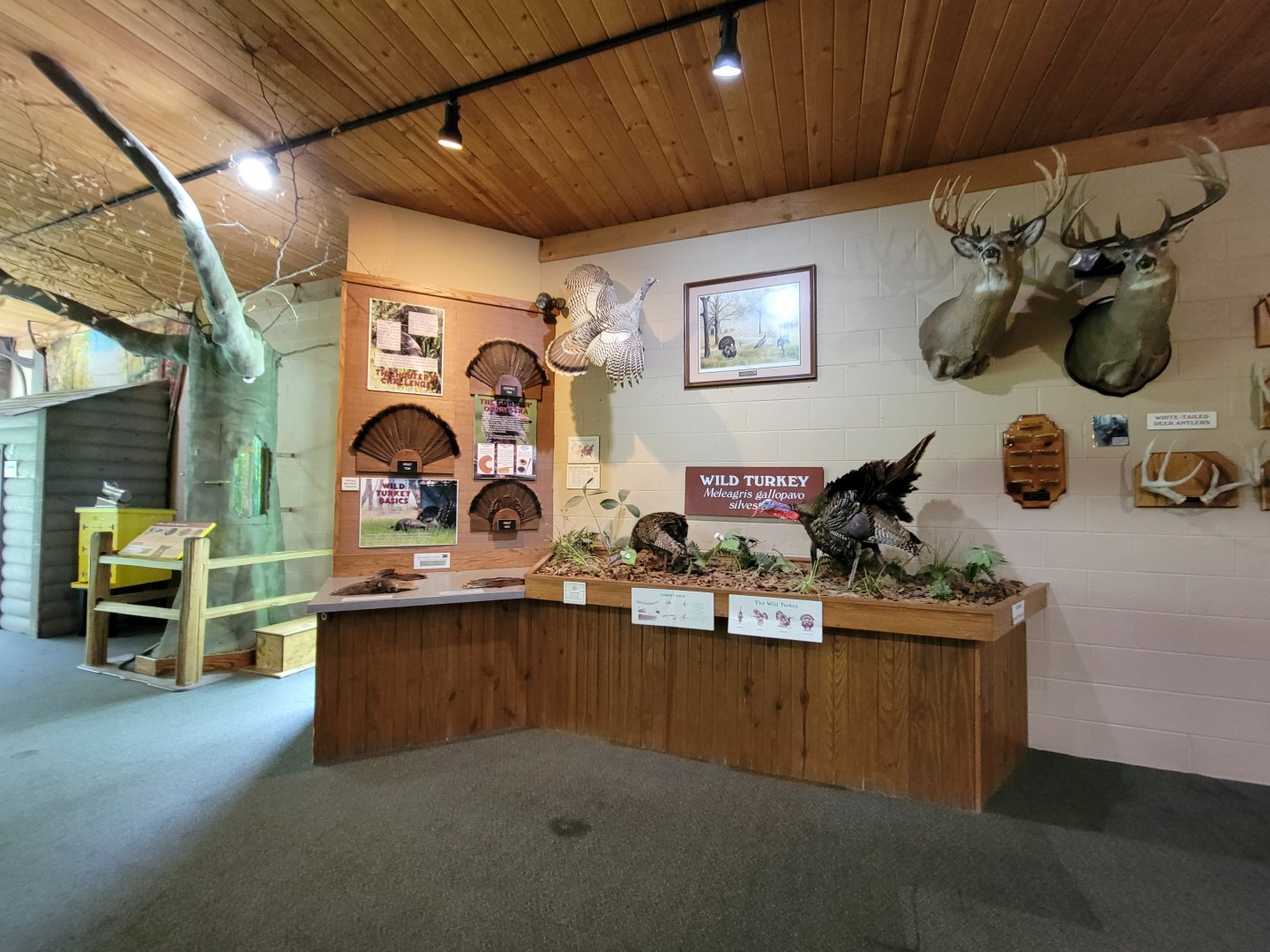 Salato - Wild turkey