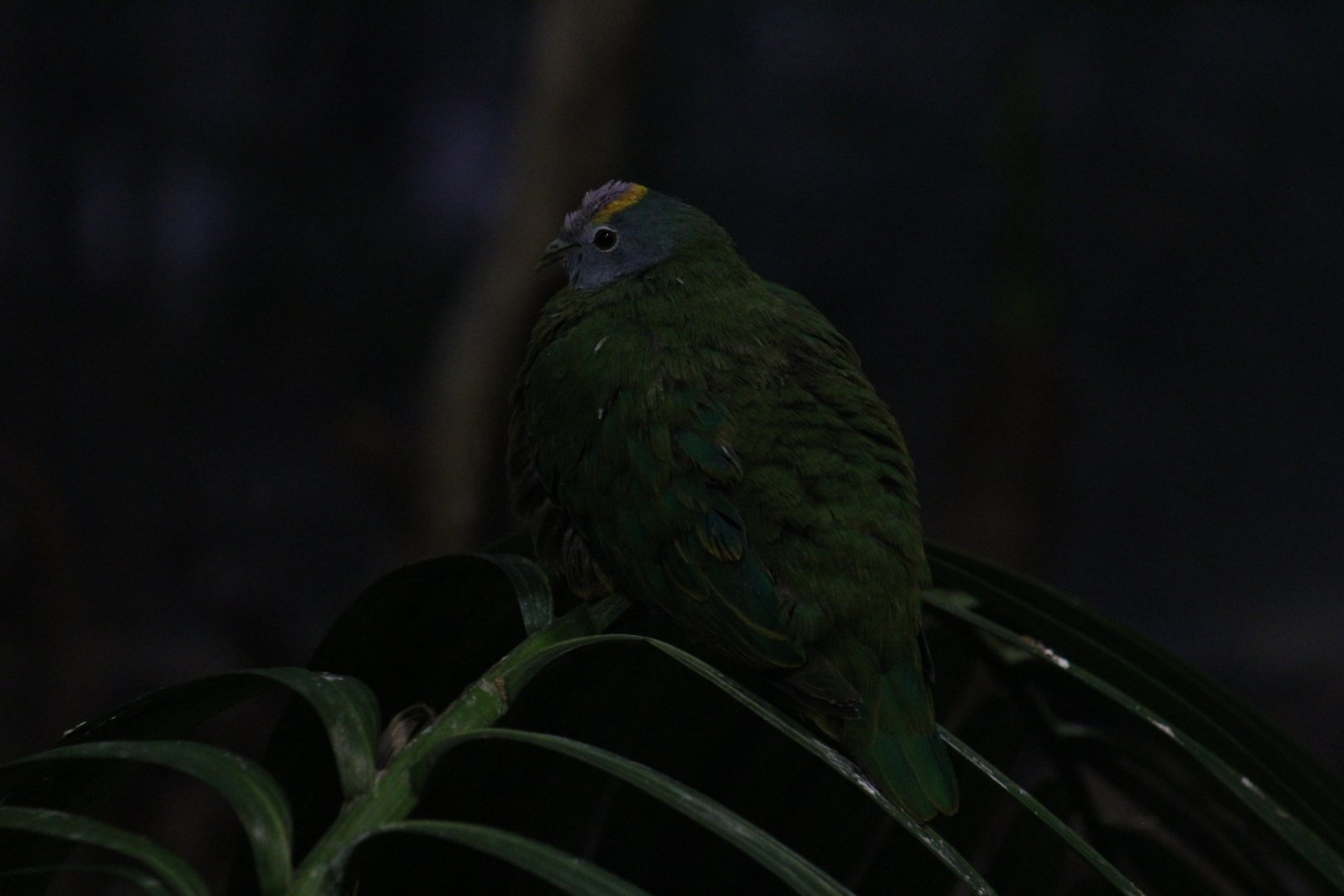 Salawati Coroneted Fruit-Dove