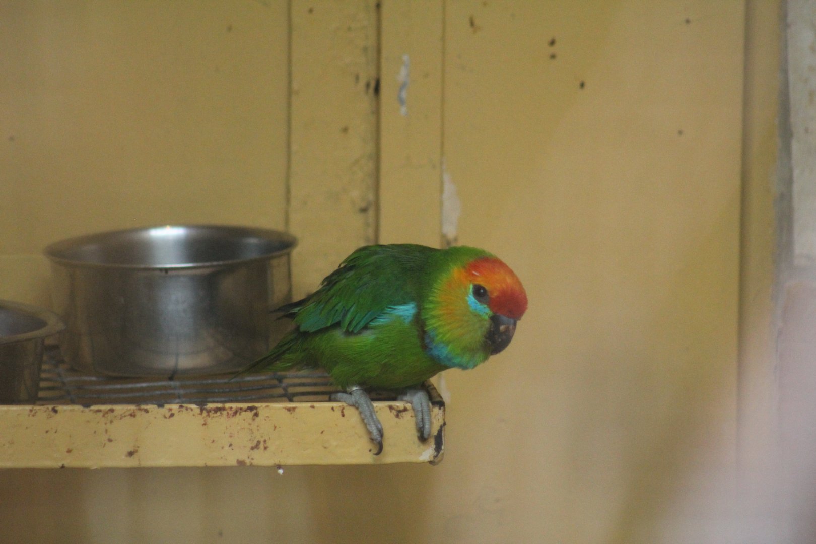 Salawati Flame-Headed Fig-Parrot