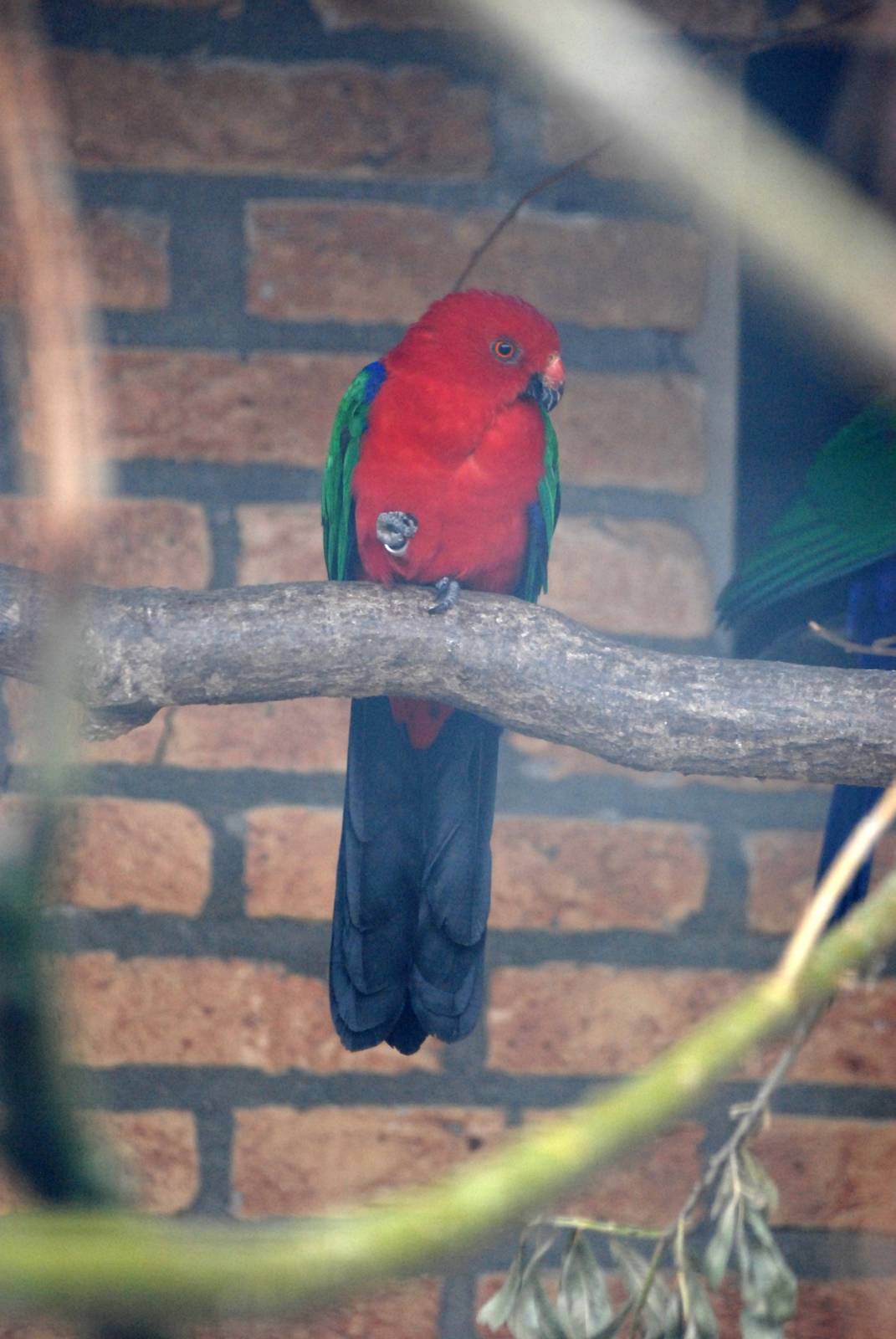 Salawati King Parrot at Avifauna, 04/06/12