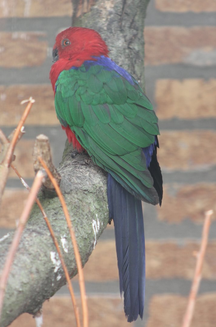 Salawati king parrot