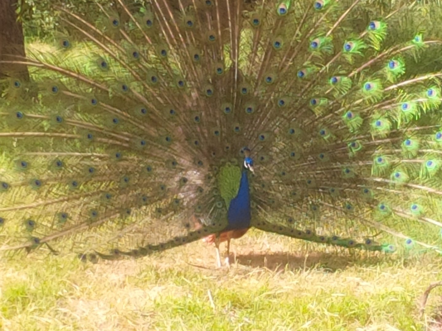 Sale Botanic Gardens