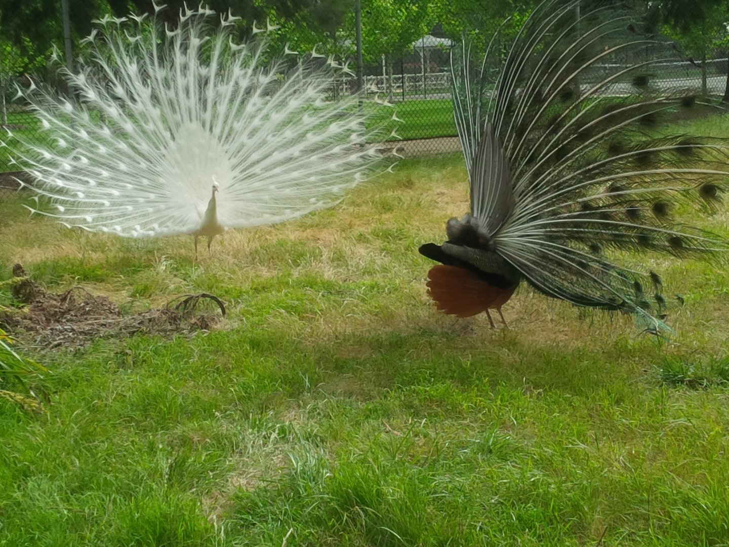 Sale Botanic Gardens