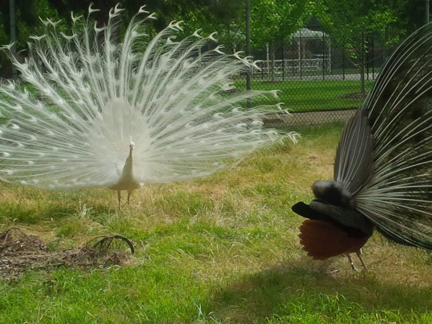 Sale Botanic Gardens