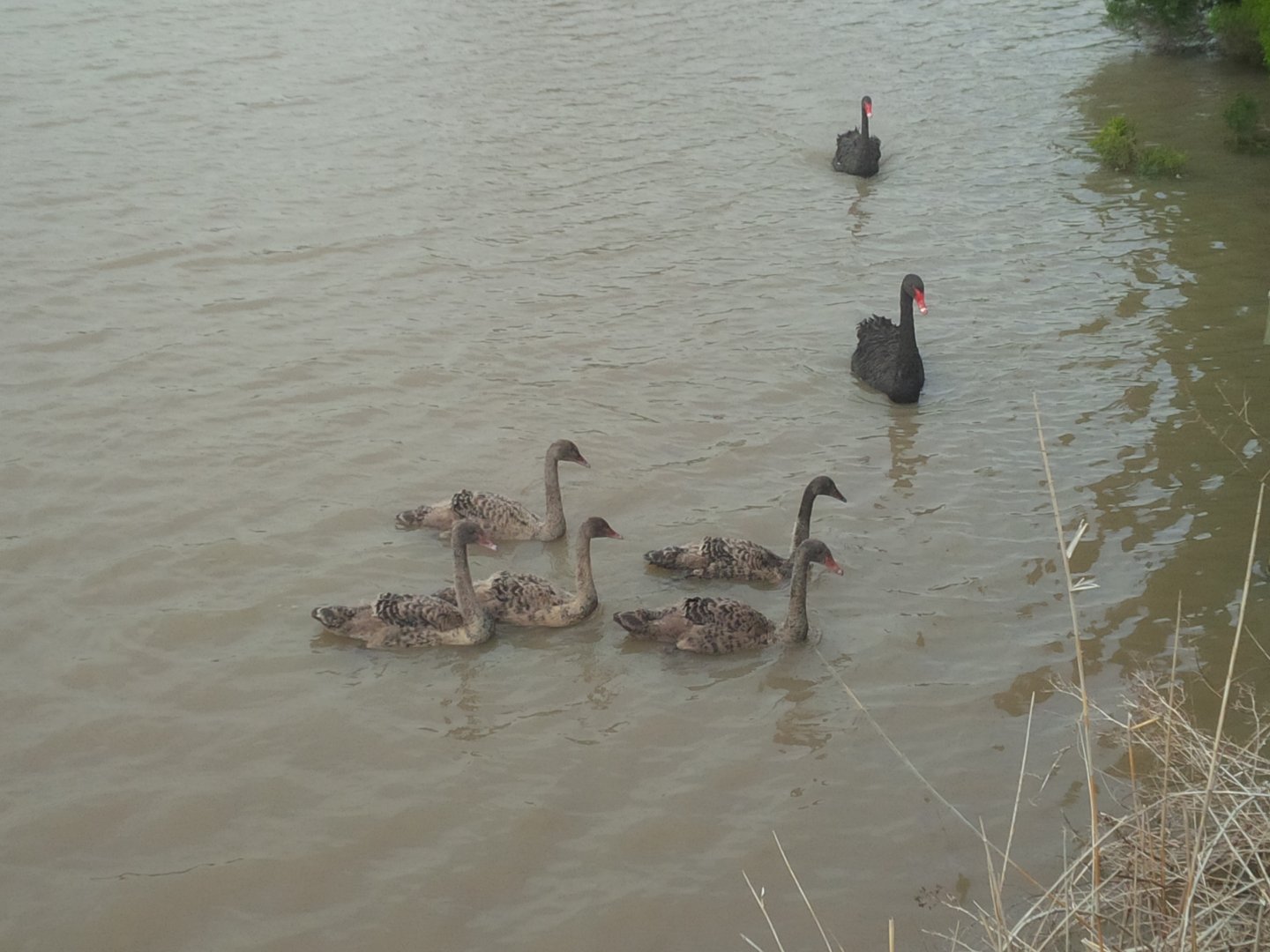 Sale Botanic Gardens