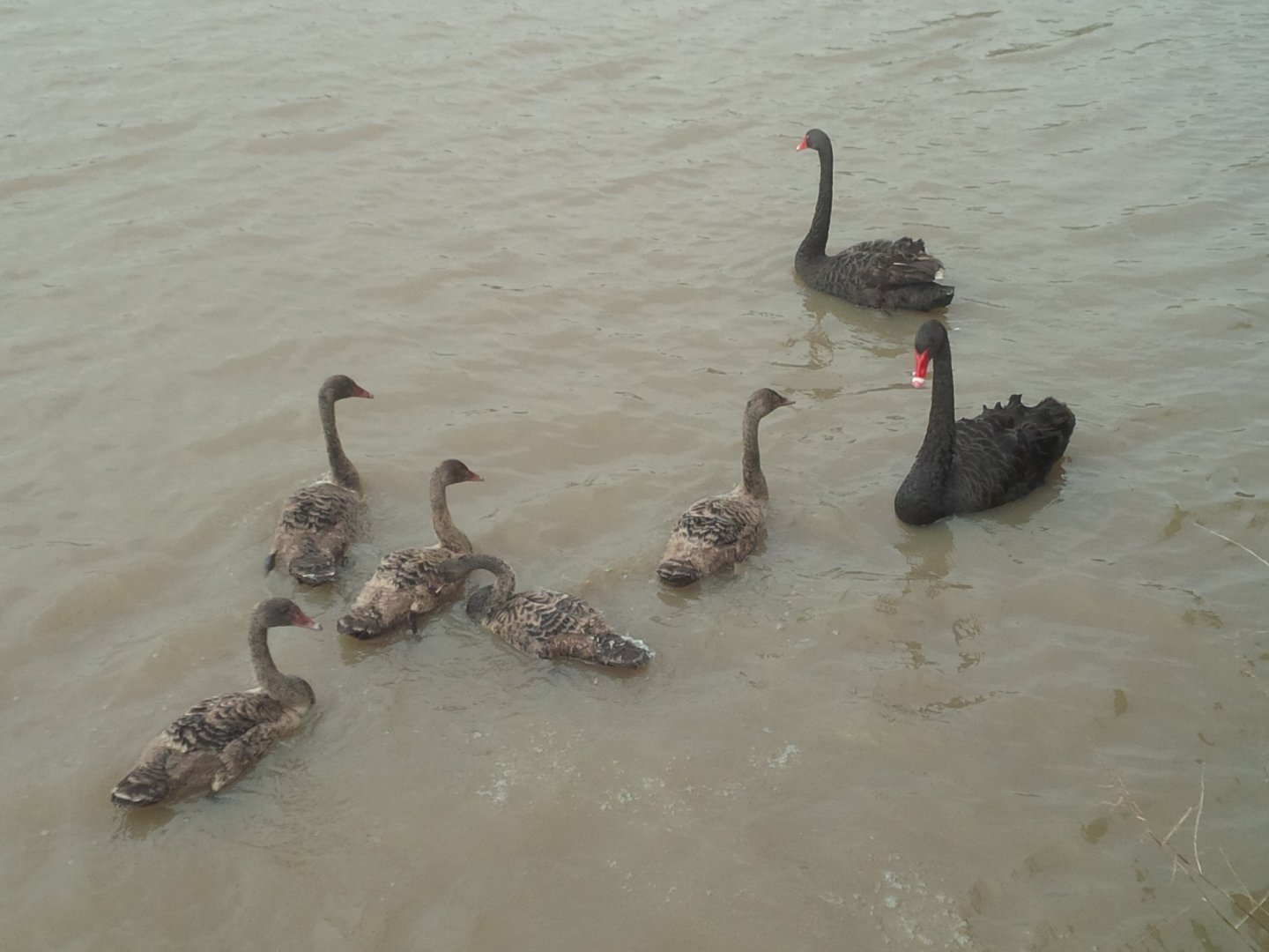 Sale Botanic Gardens