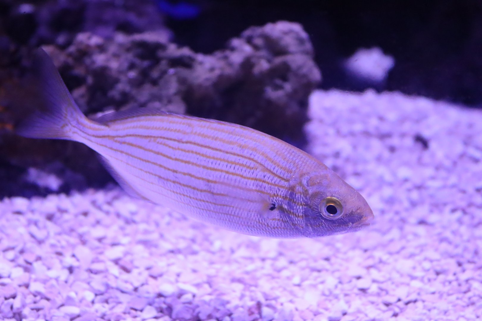 Salema - 24 June 2024