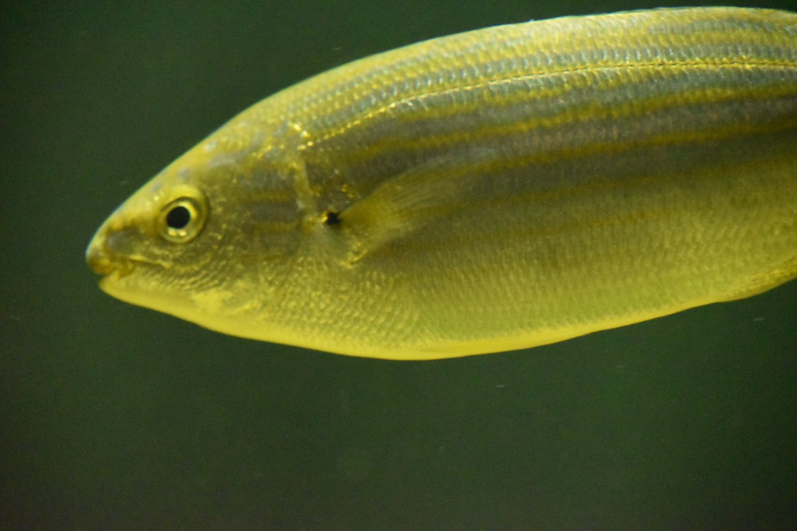Salema porgy - Mediterranean Zone