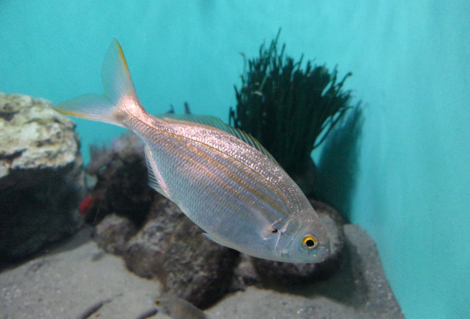 Salema Porgy (Sarpa salpa)