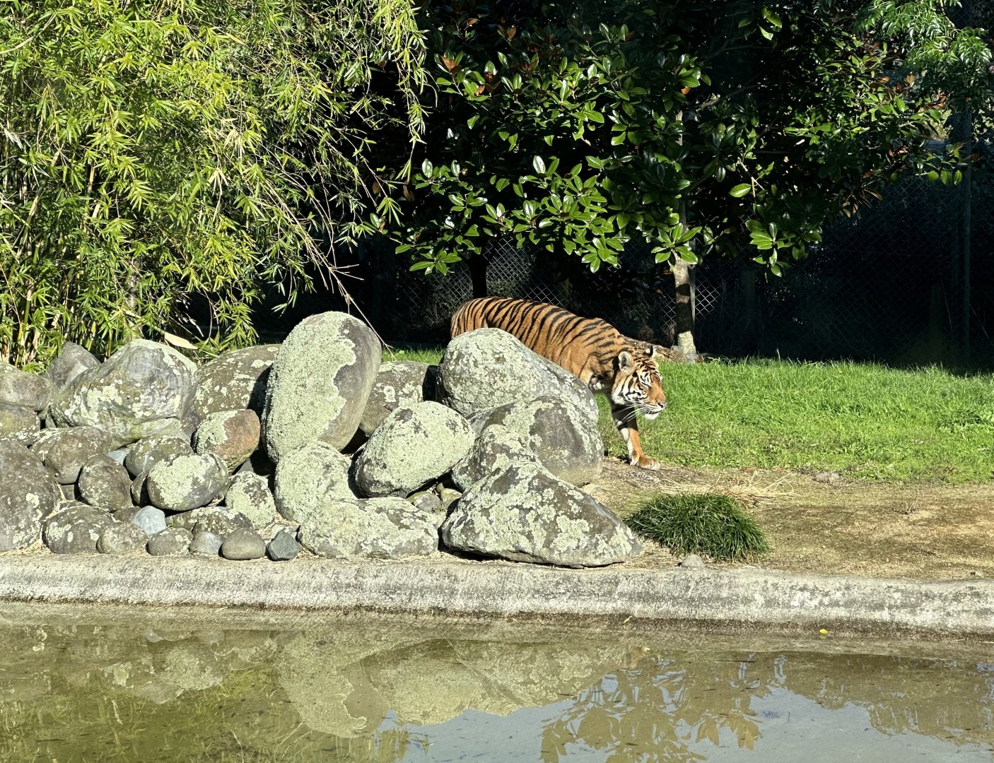 Sali (Sumatran tiger)