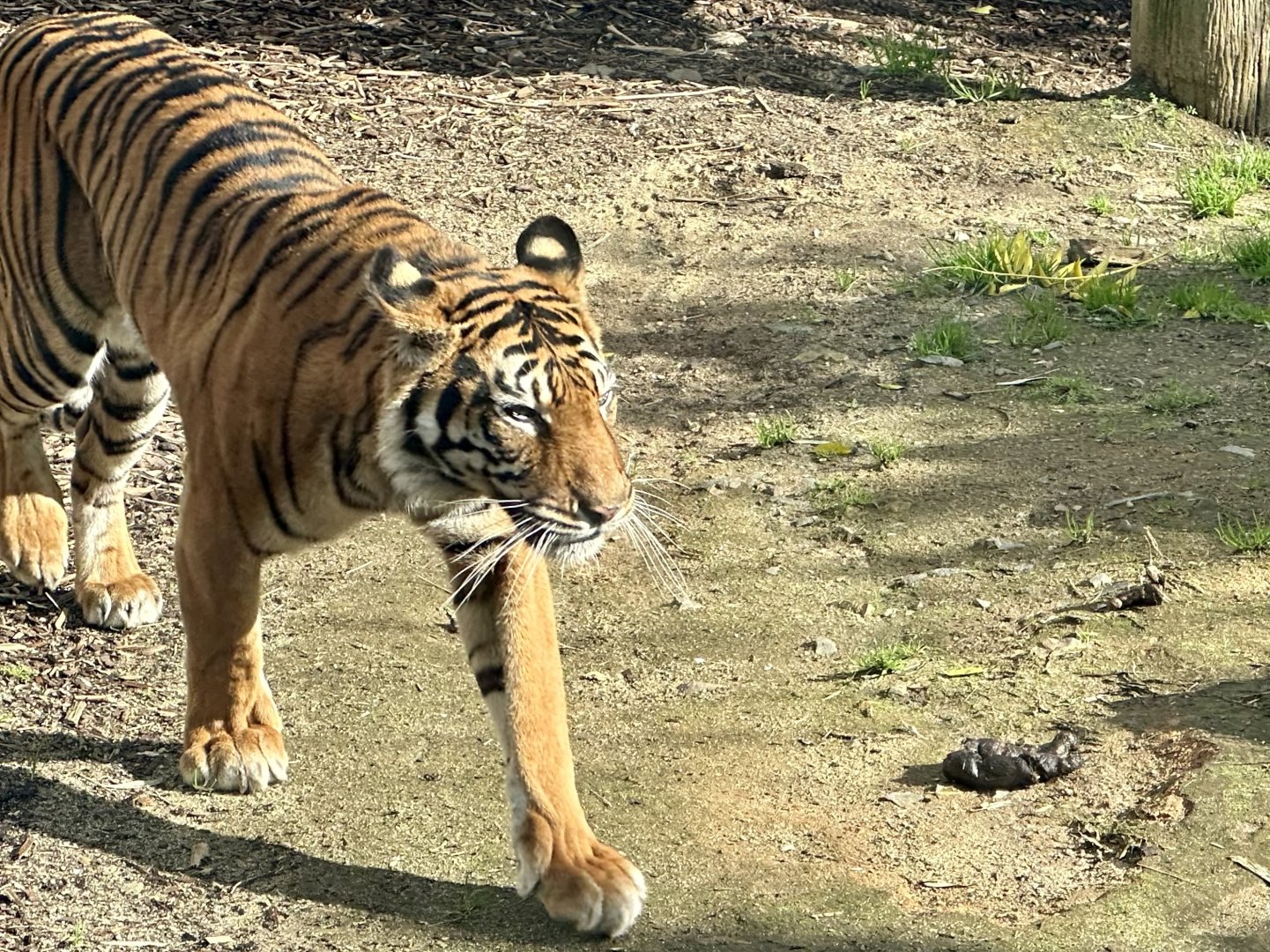 Sali (Sumatran Tiger)