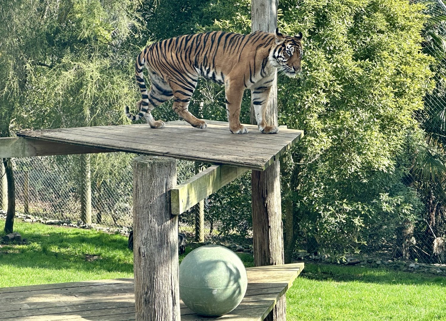 Sali (Sumatran Tiger)