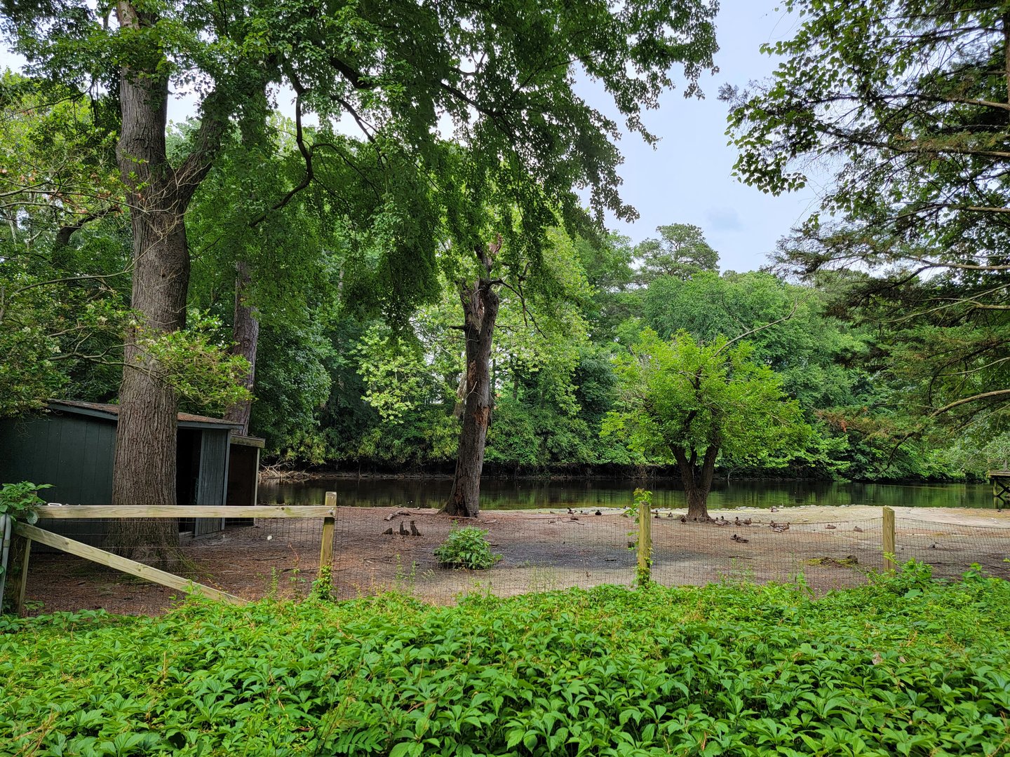 Salisbury - Alpaca yard empty, filled with wild waterfowl