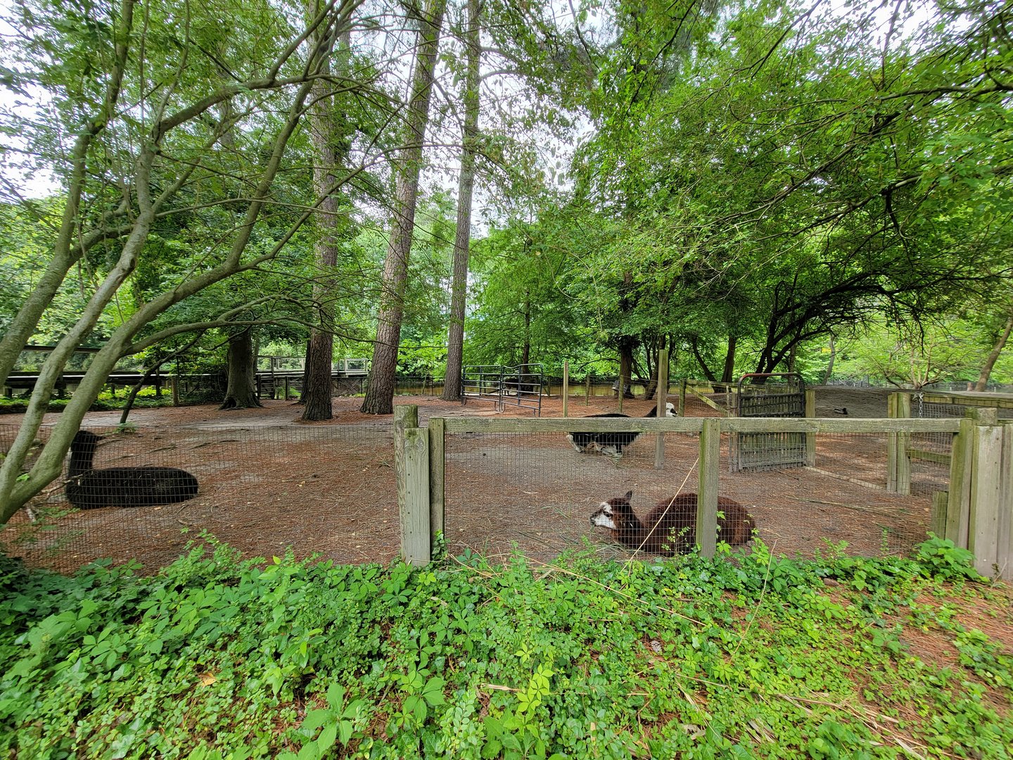 Salisbury - Alpacas now by (empty?) sandhill crane yard