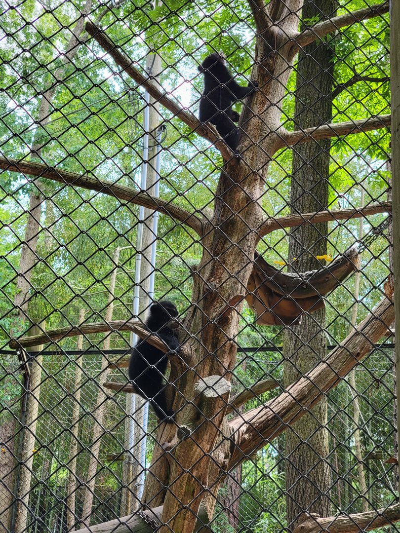 Salisbury - Andean bear cubs, one follows mom down, the other goes up