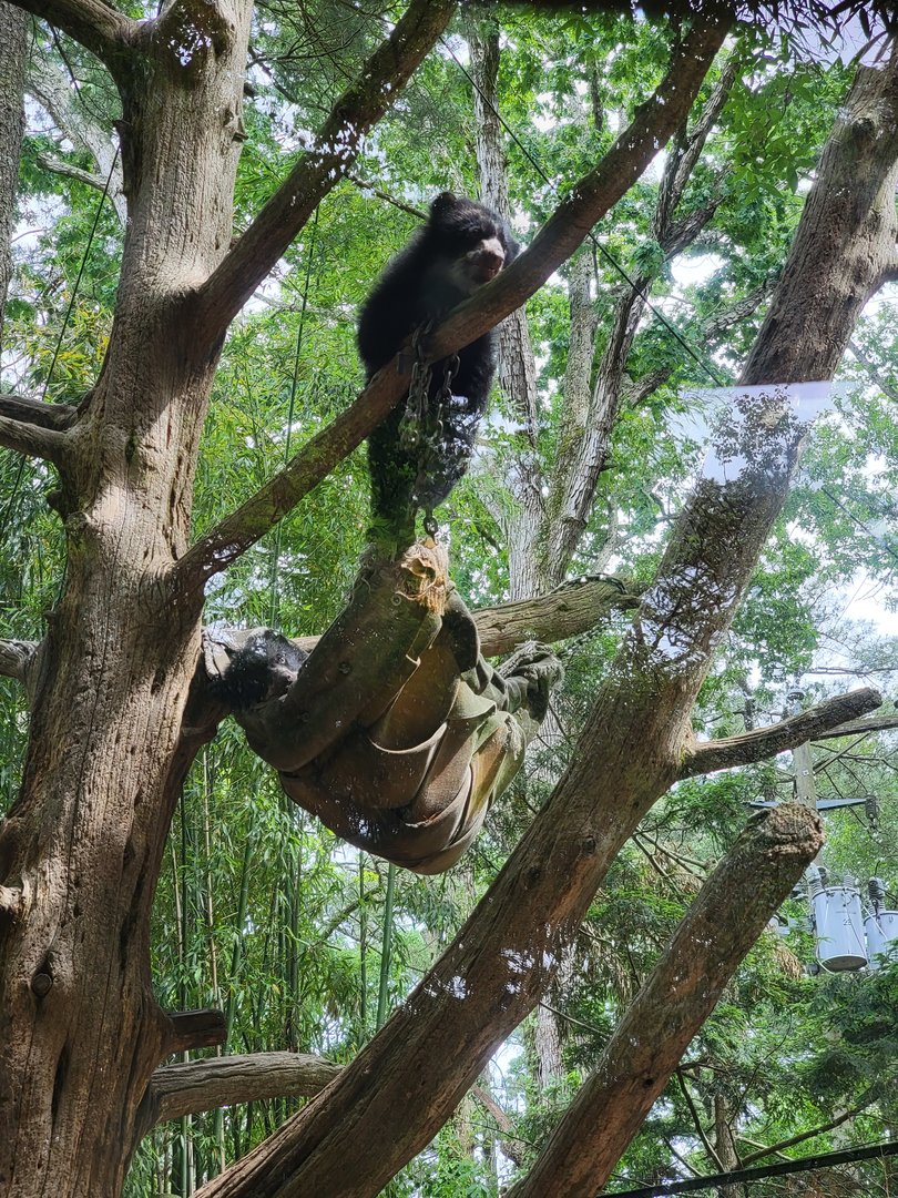 Salisbury - Andean bear cubs up a tree
