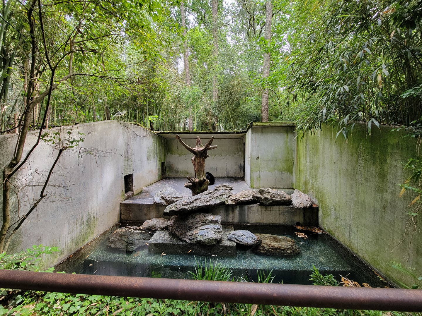 Salisbury - Andean bear male