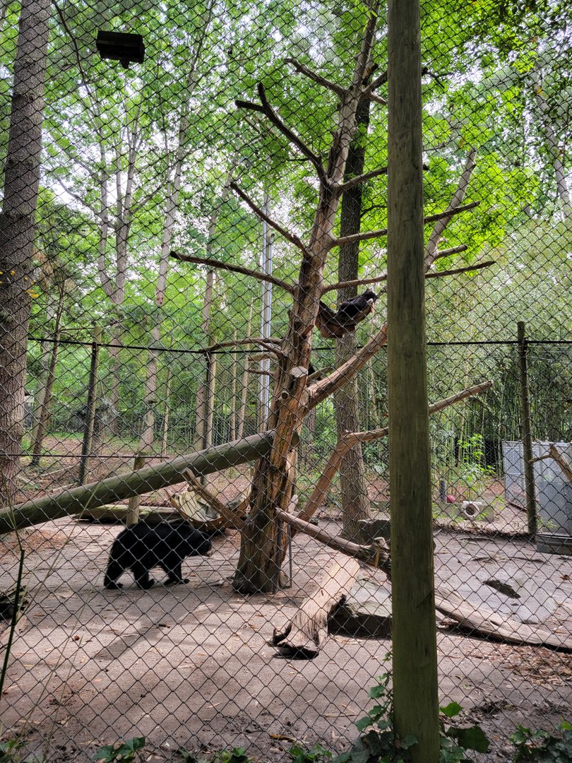 Salisbury - Andean bear mom wondering why her cubs didn't follow her