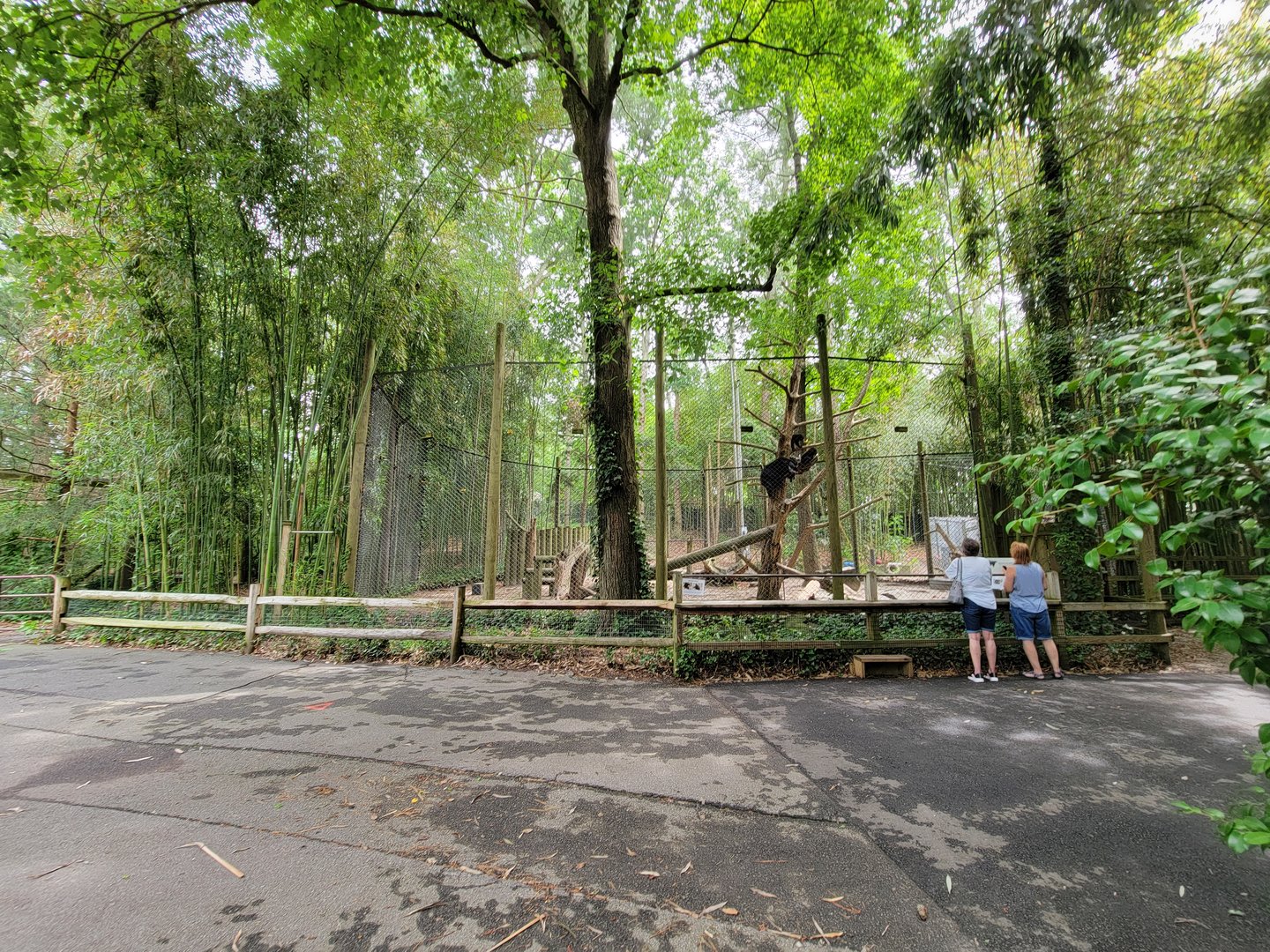 Salisbury - Andean bears