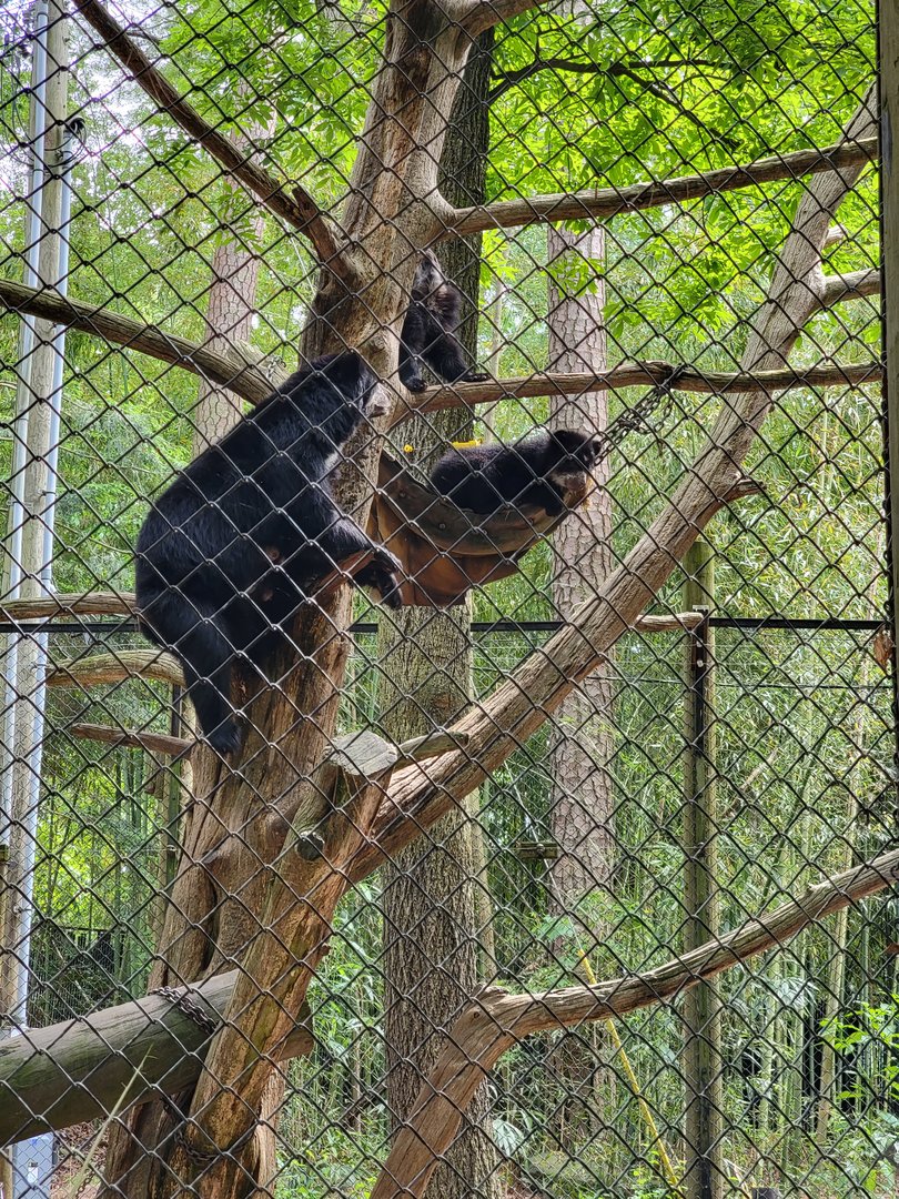 Salisbury - Andean bears