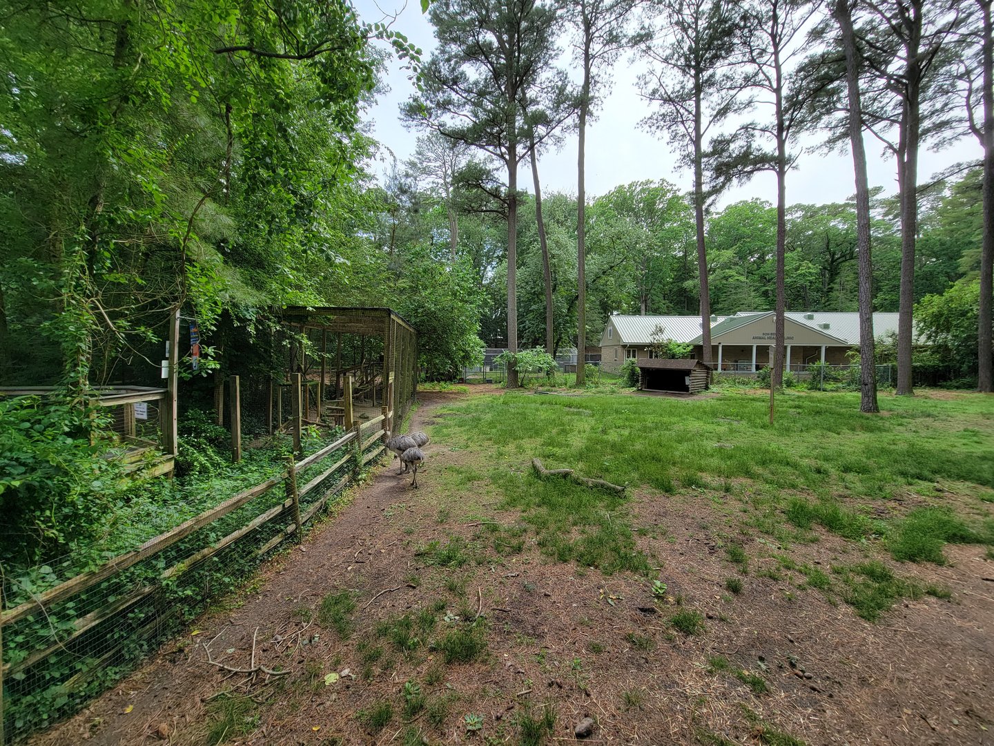 Salisbury - Bald eagles on left, South American yard, rhea visible