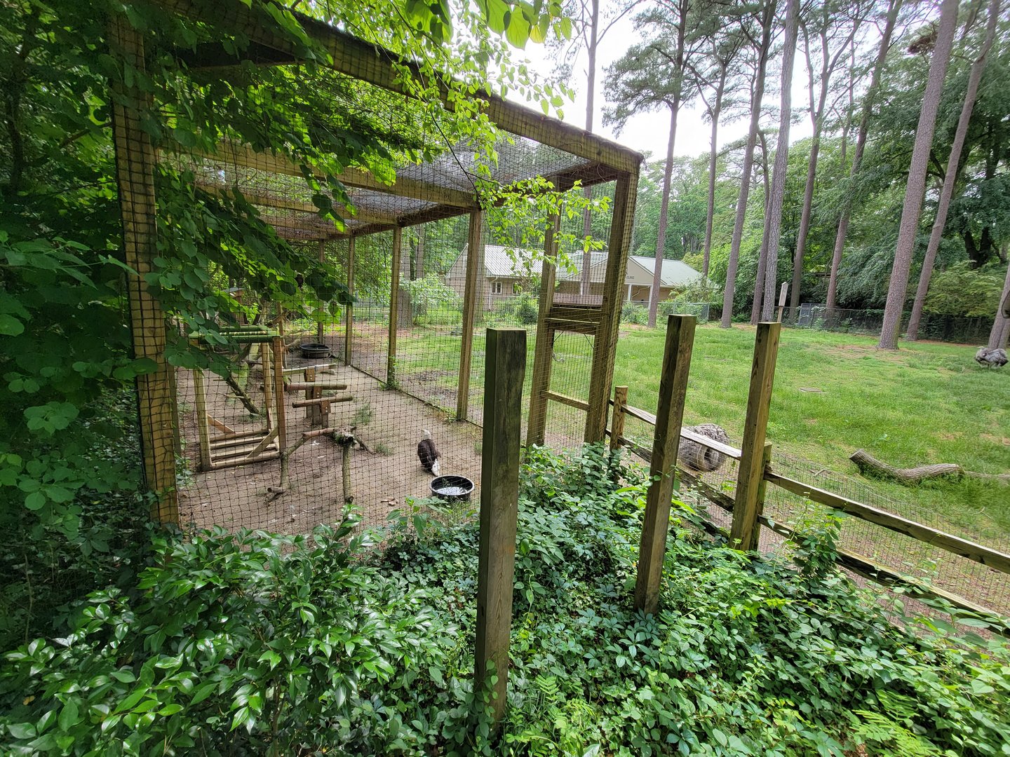 Salisbury - Bald eagles, south American yard