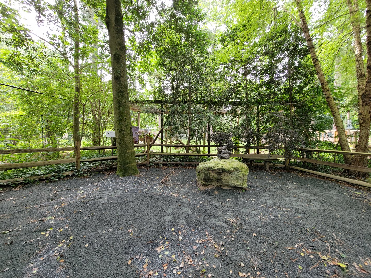 Salisbury - Bald eagles