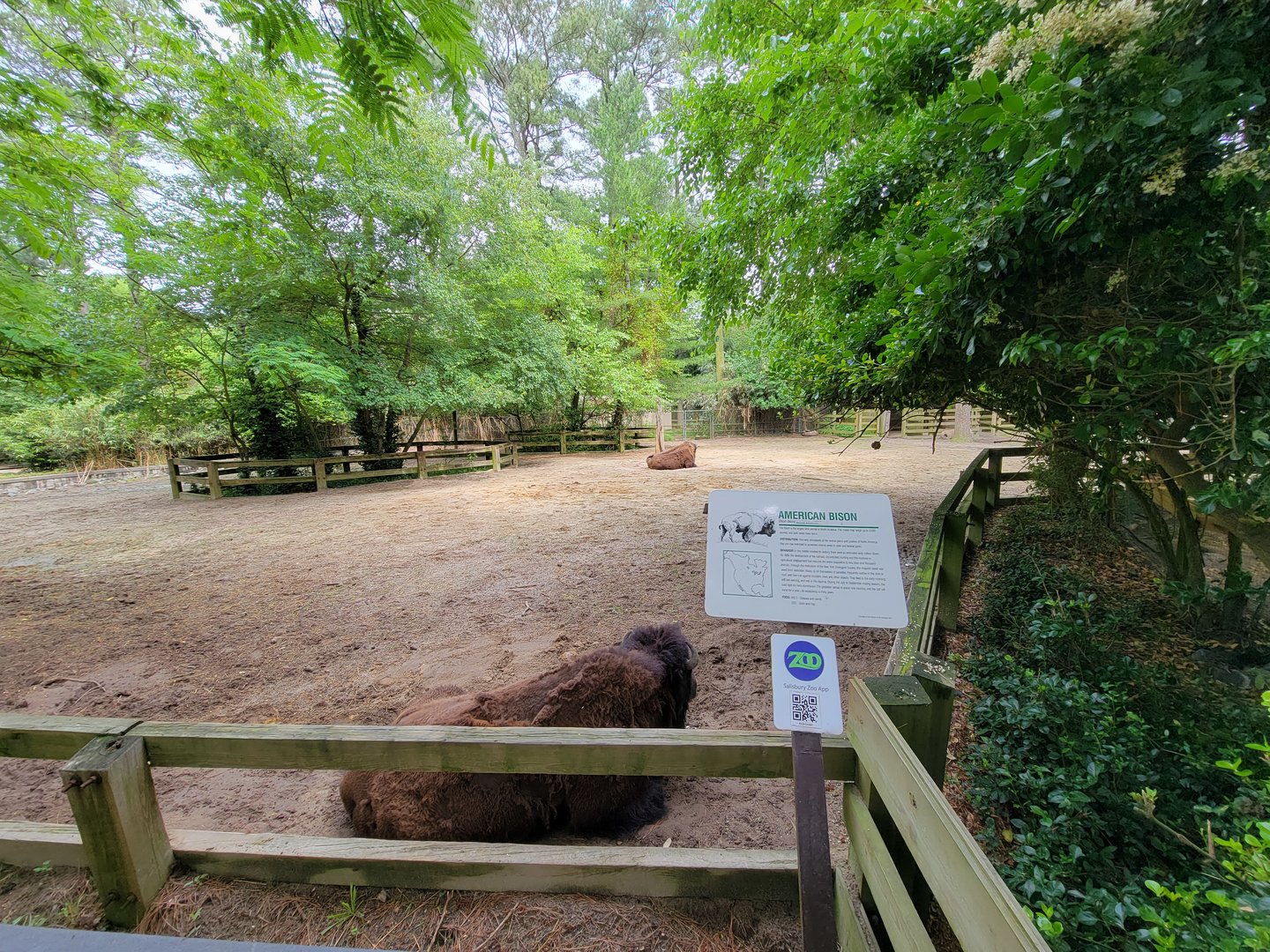 Salisbury - Bison yard