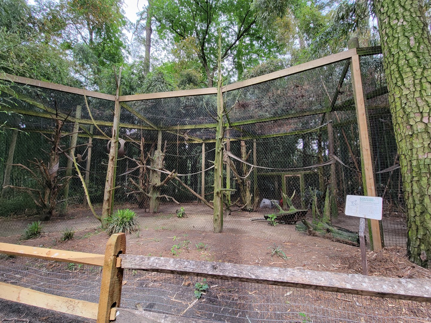 Salisbury - Black-handed spider monkeys