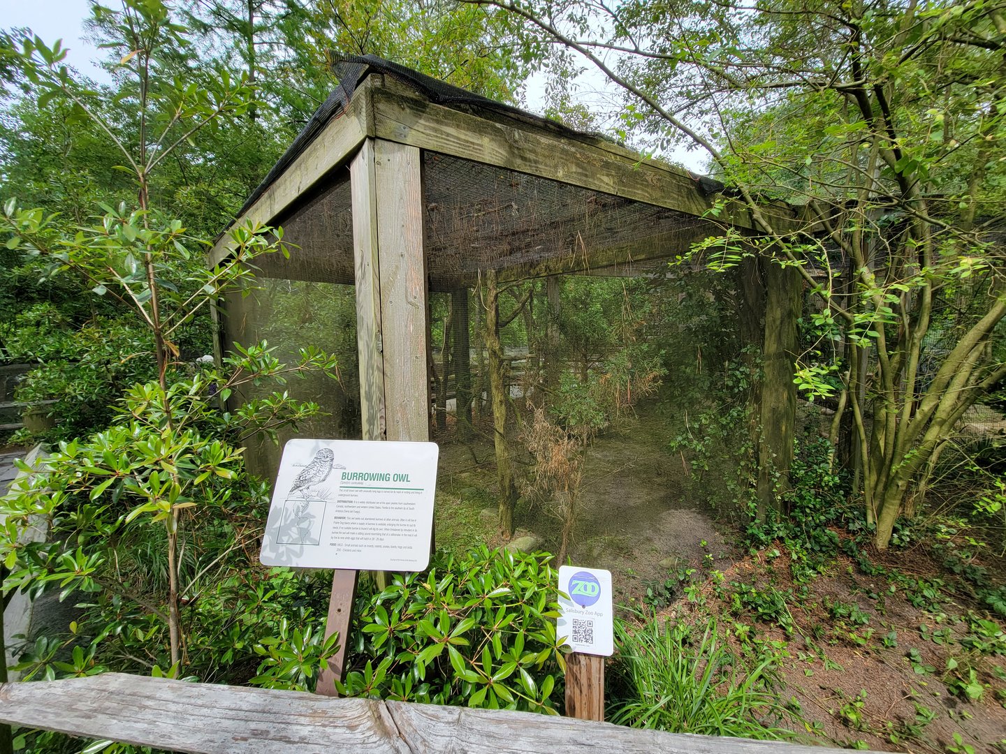 Salisbury - Burrowing owls