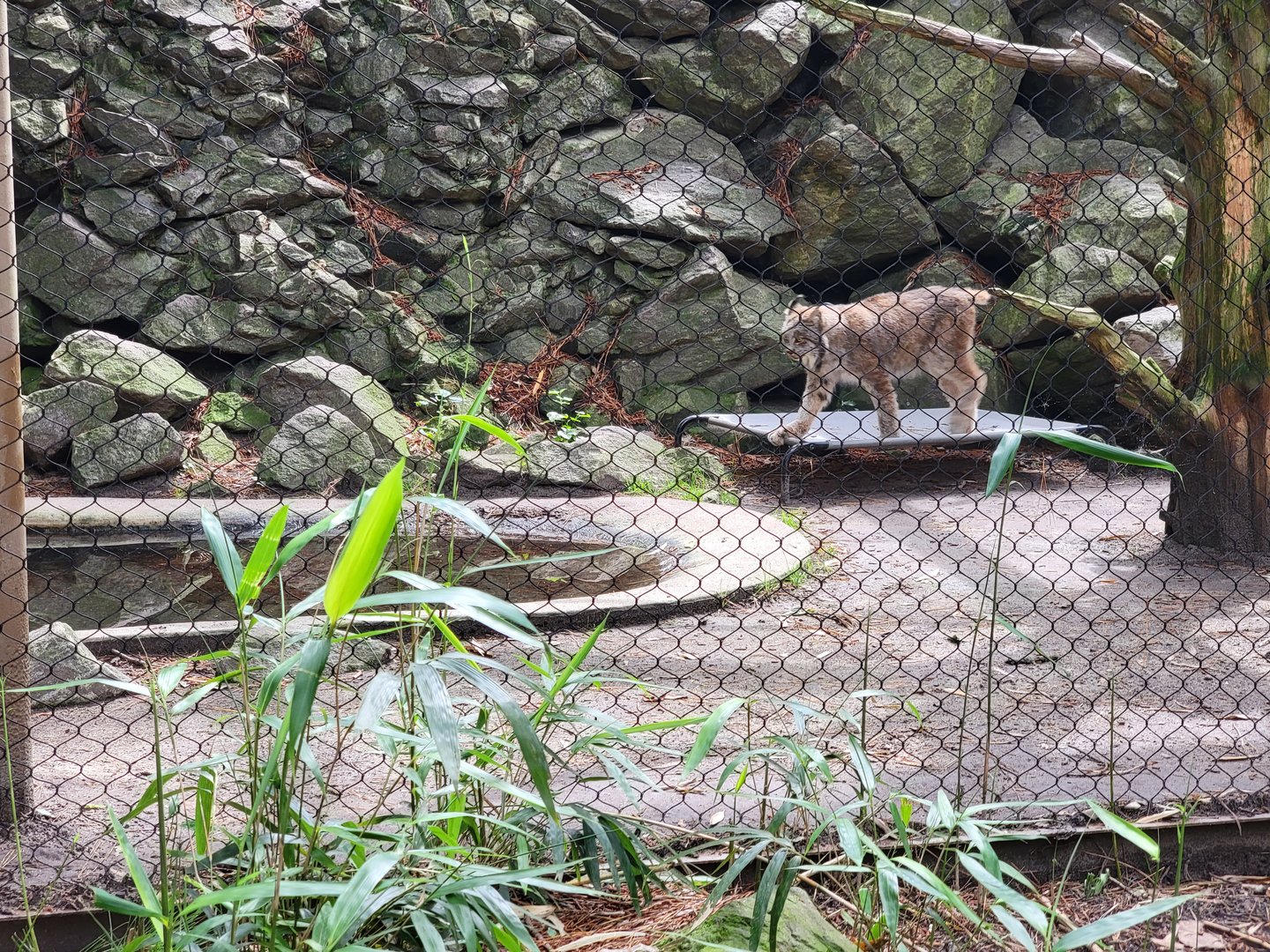 Salisbury - Canada lynx