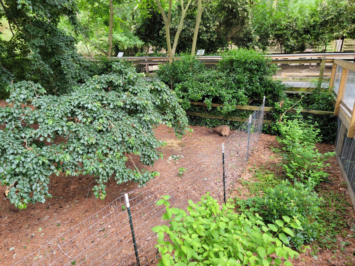 Salisbury - Capybara hiding