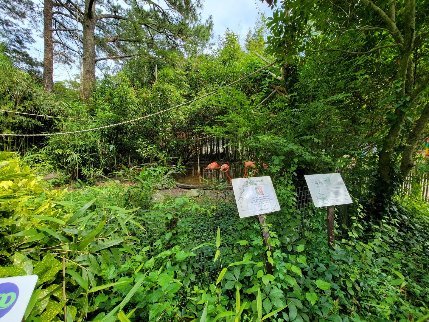 Salisbury - Caribbean flamingos