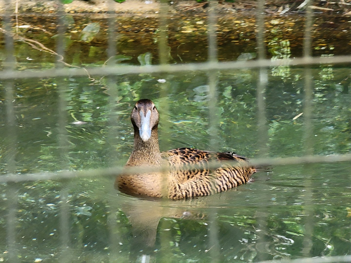 Salisbury - Common eider