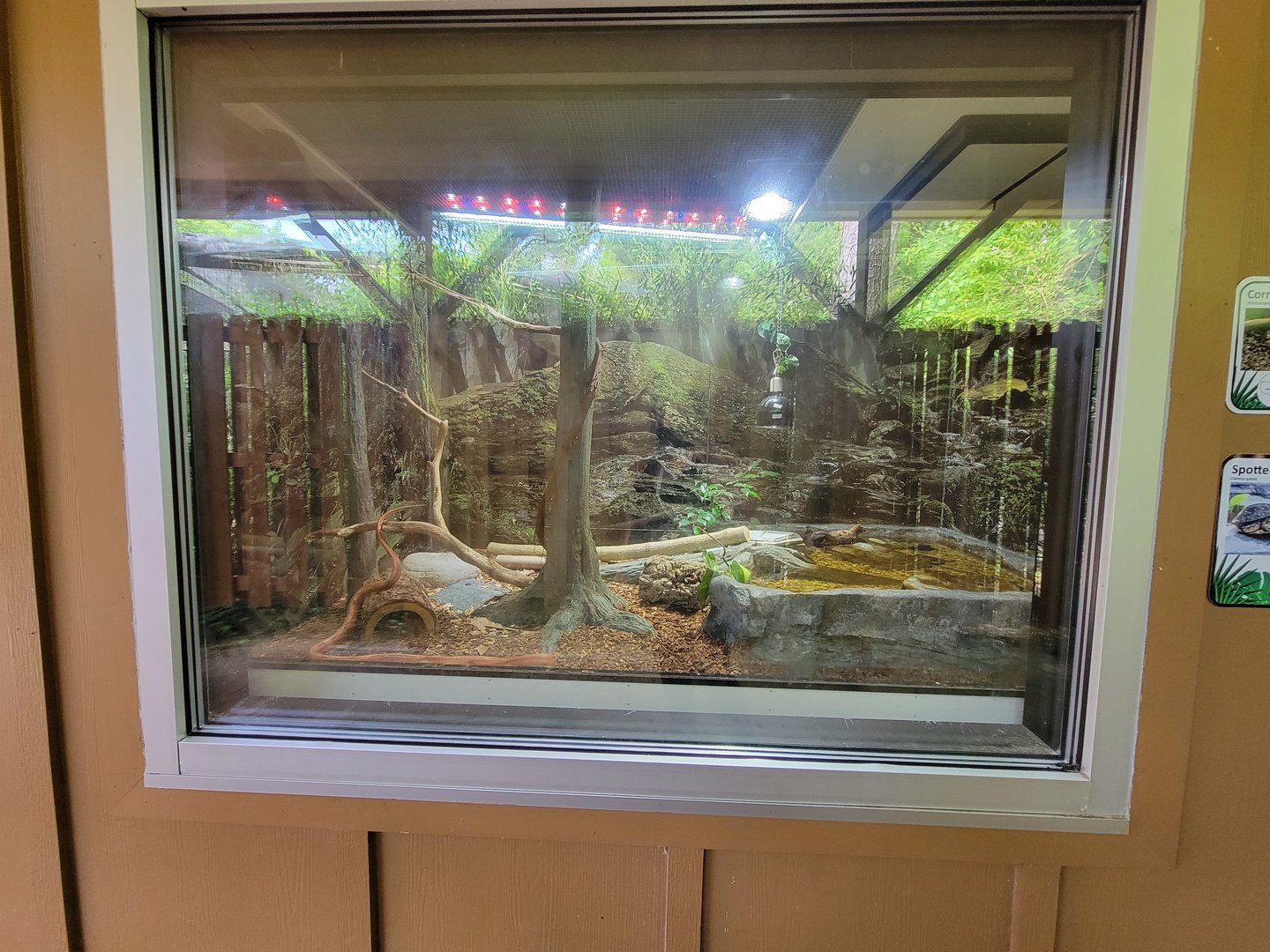 Salisbury - Corn snake, spotted tortoise