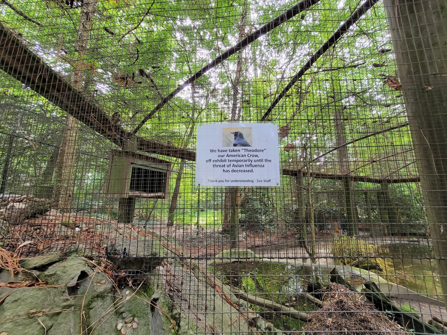 Salisbury - Crow off exhibit