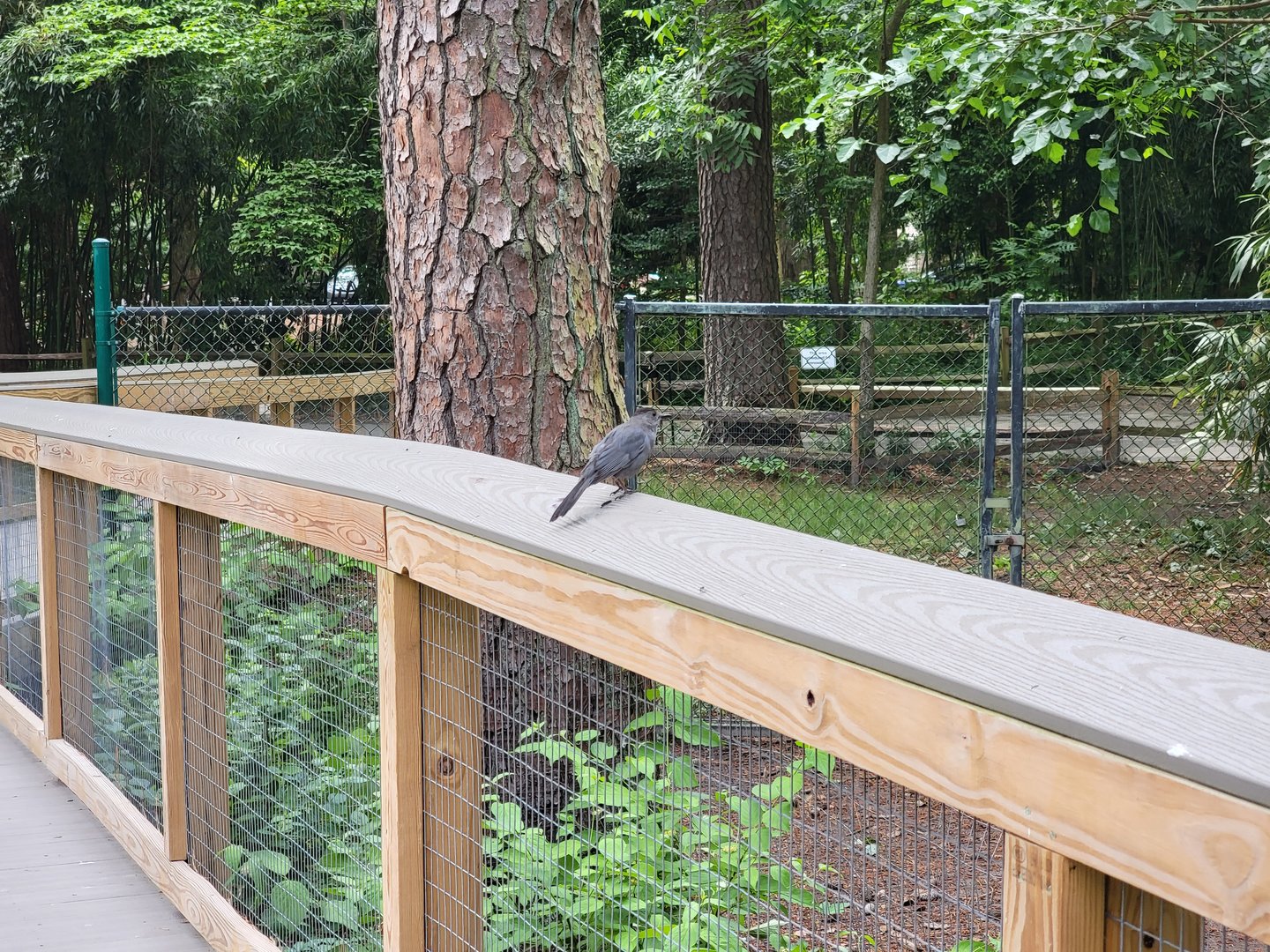 Salisbury - Gray catbird