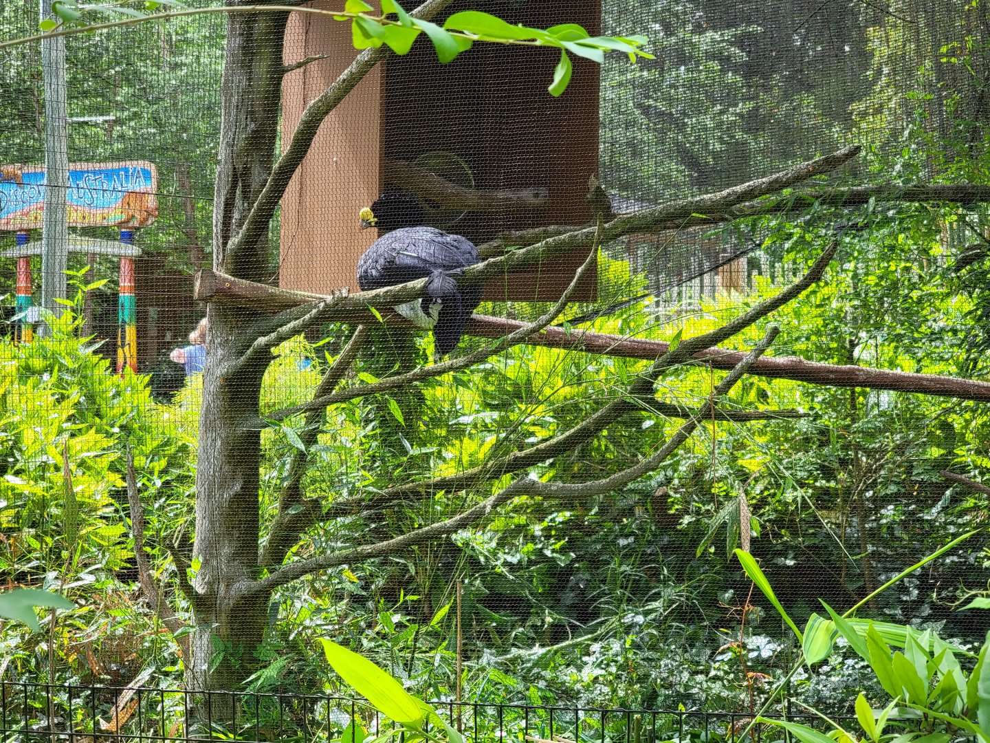 Salisbury - Great curassow