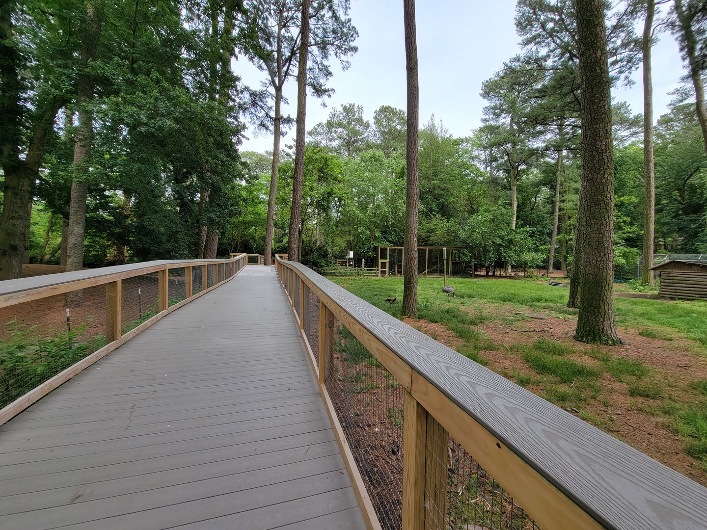 Salisbury - Lynx end of new boardwalk