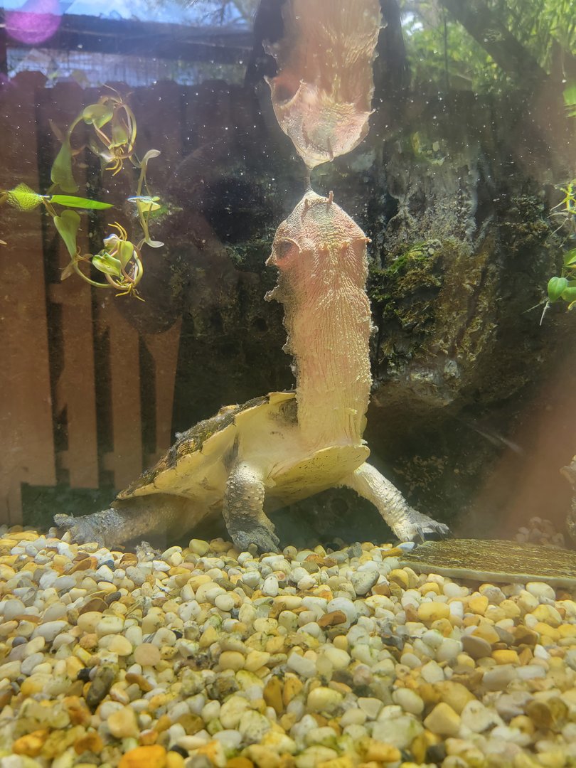 Salisbury - Mata mata