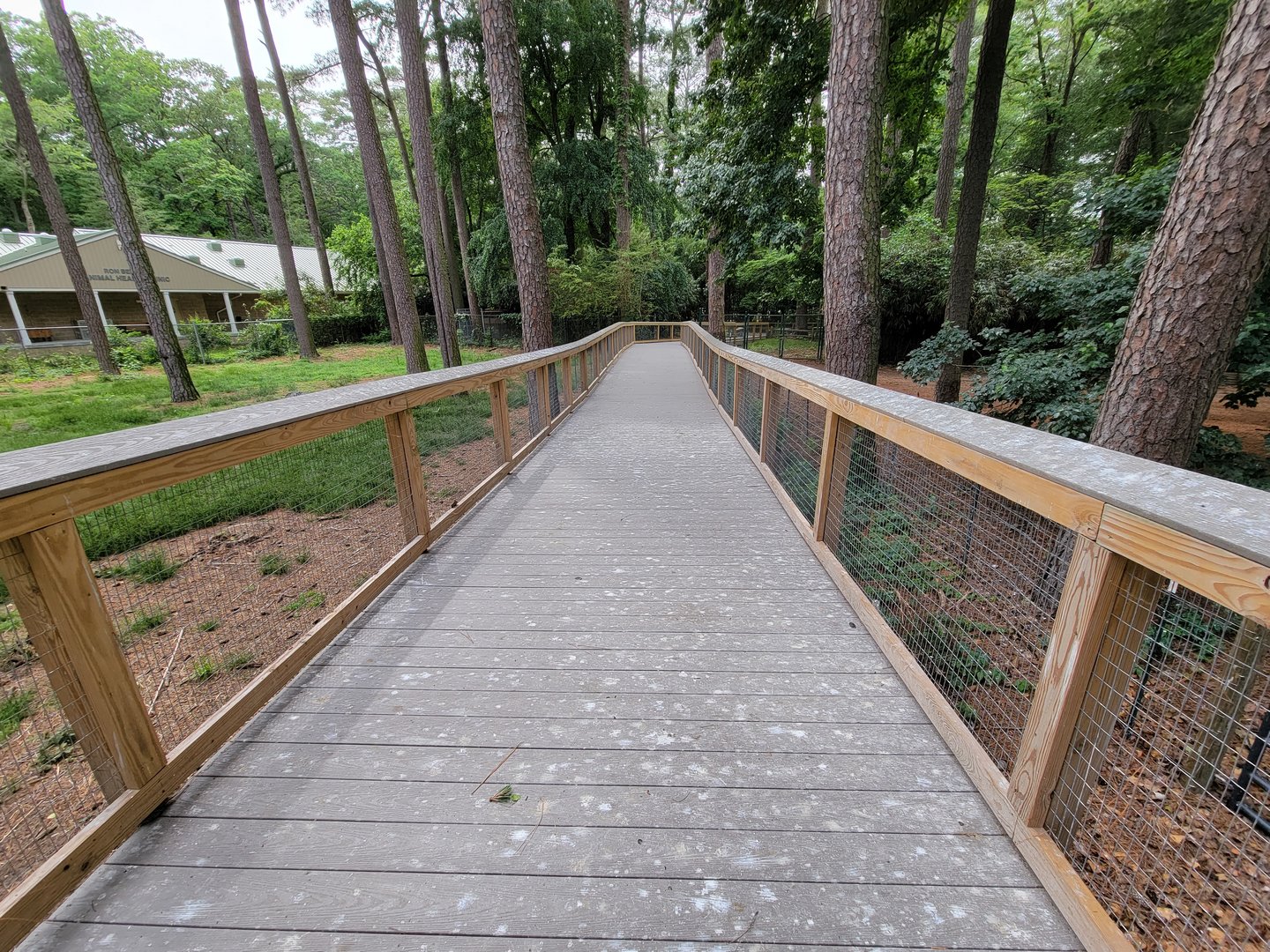 Salisbury - New boardwalk through South American yard