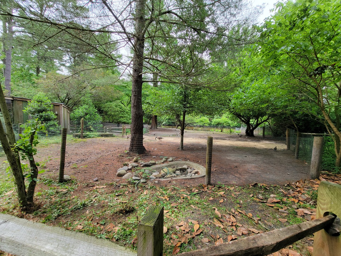 Salisbury - Old alpaca yard, lots of wild waterfowl