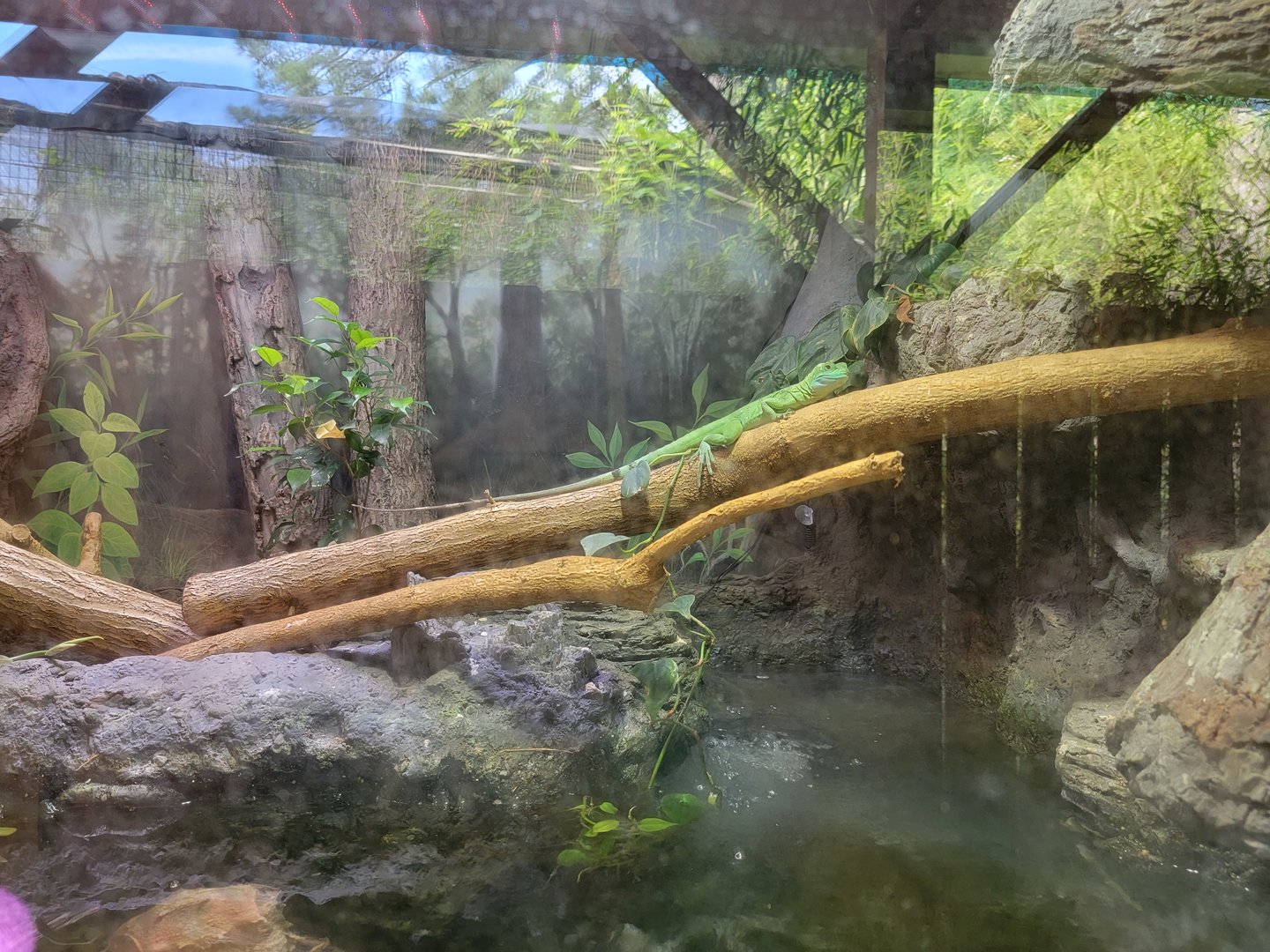 Salisbury - Plumed basilisk