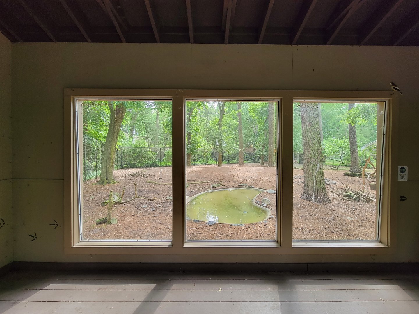 Salisbury - Red wolf yard