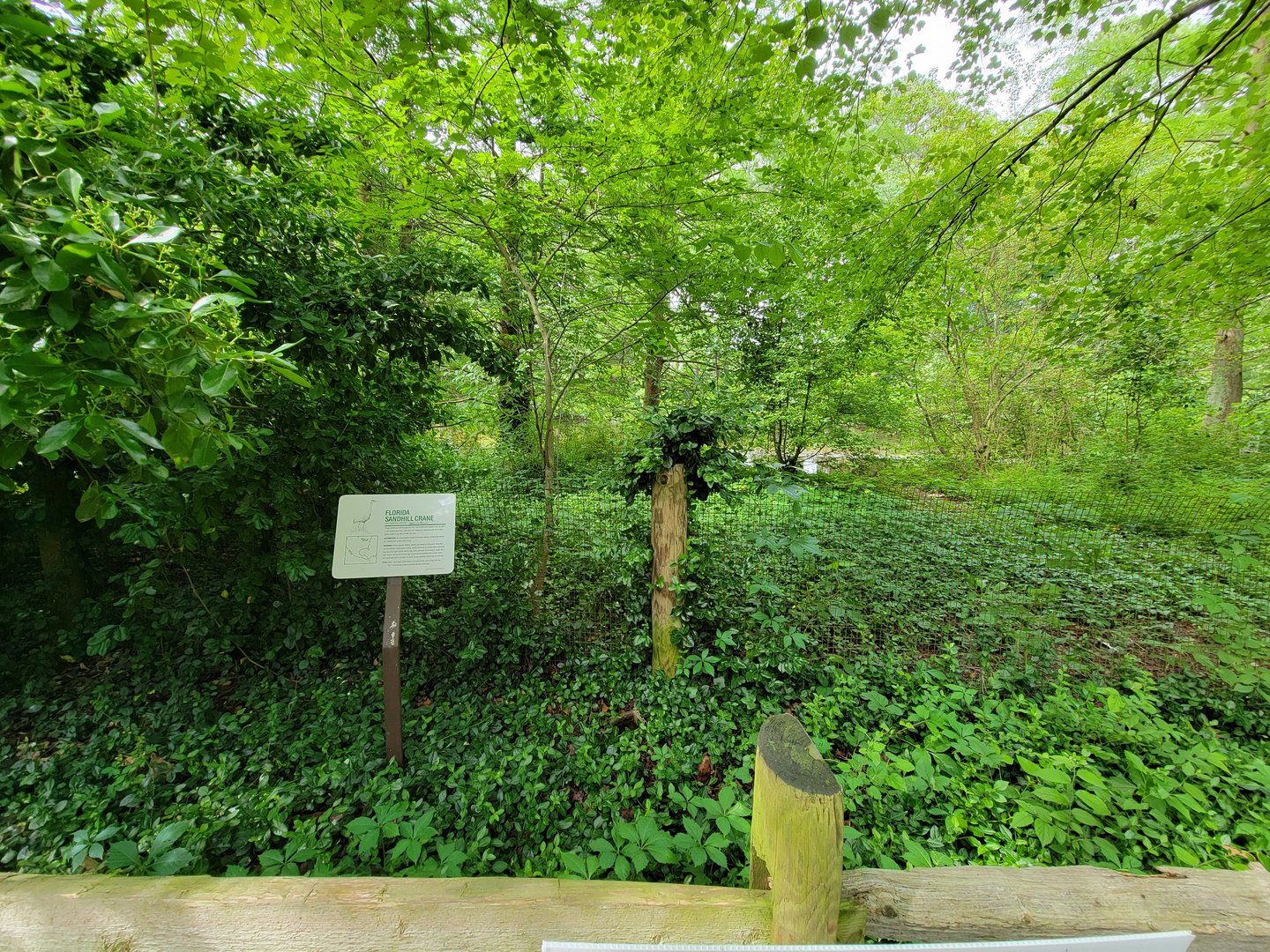 Salisbury - Sandhill crane yard needs a bit of help, I think