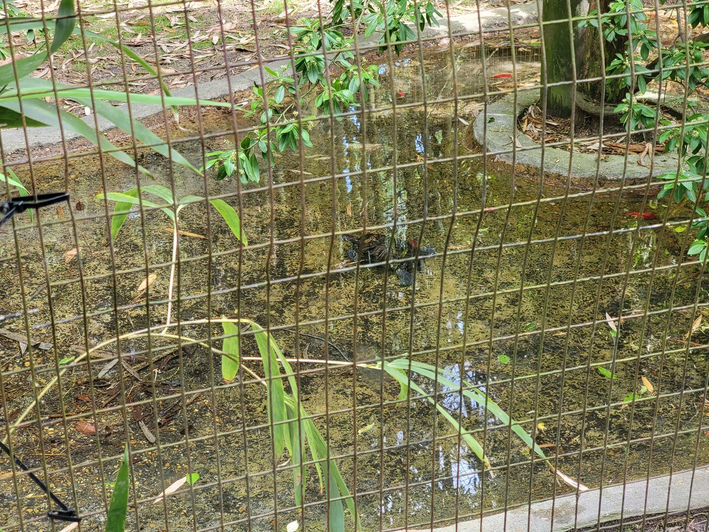 Salisbury - Slider in (empty?) American alligator pond