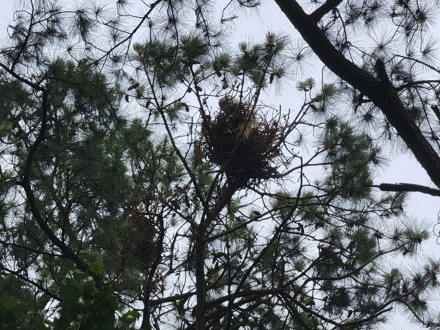 Salisbury - So many heron nests if you look up!