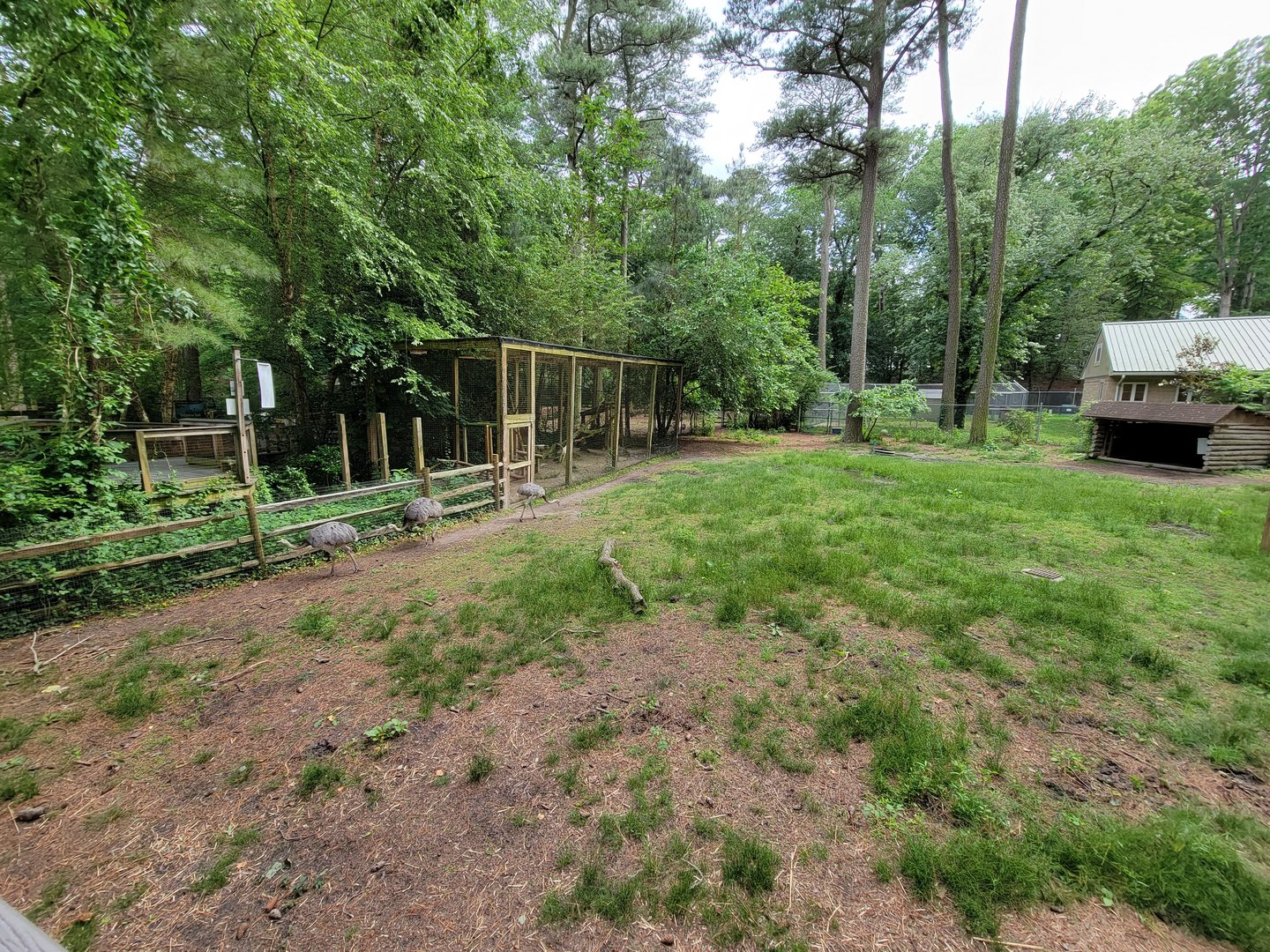 Salisbury - South American yard with bald eagles next to it