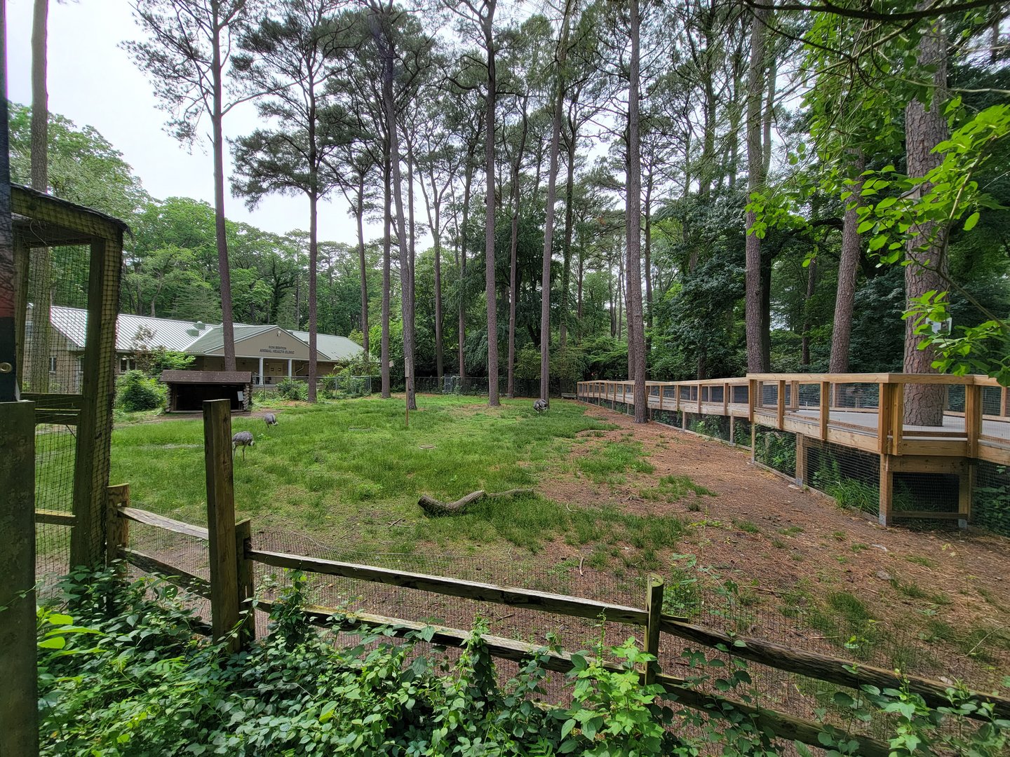 Salisbury - South American yard with new boardwalk to Canada lynx