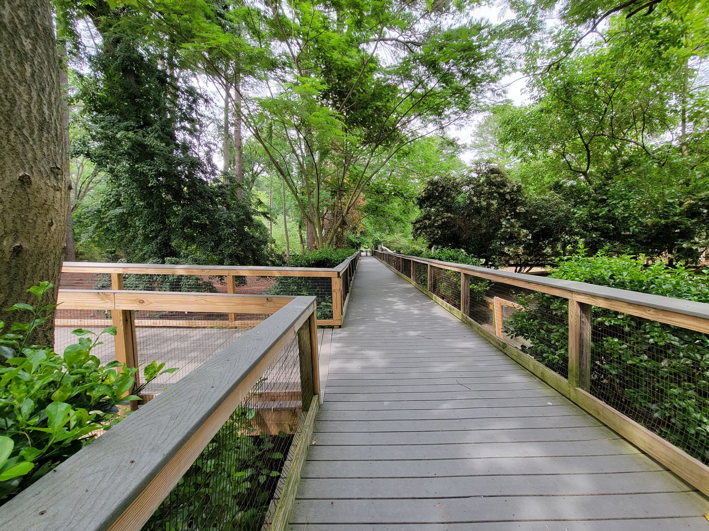 Salisbury - South American yard with new boardwalk to Canada lynx